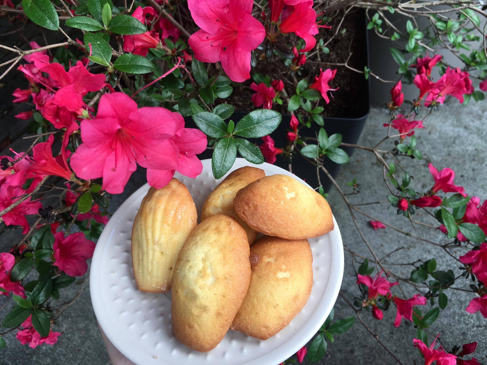 Madeleines - Recette Companion XL | Moulinex